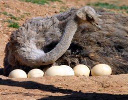 Яйценоскость страусов. Интересные факты о яйцах