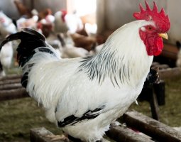 Адлерская серебристая курица — продуктивность и неприхотливость