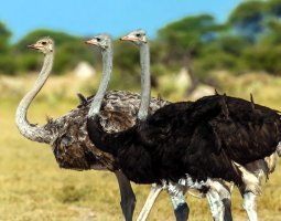 Естественная среда обитания страусов. На каких континентах живет самая крупная в мире птица?