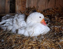 Особенности яйцекладки у домашних гусей. Популярные породы для получения выводка