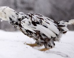 Орловские ситцевые куры — изысканная красота