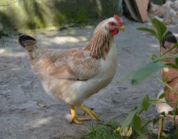 Загорская лососевая курица — птица из Подмосковья