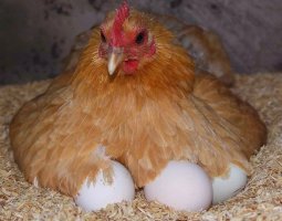 Тонкости процесса выведения цыплят из-под курицы