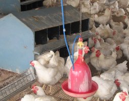 Основы бизнеса по разведению на мясо бройлерных цыплят