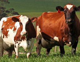 Описание Айрширской молочной породы коров. Какие у нее есть достоинства и недостатки?
