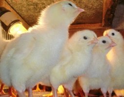 Чем кормить и поить цыплят после вылупления. Что нужно знать новичкам?