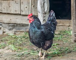 Курица московская черная — выбор птицевода