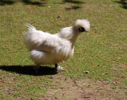 Шелковая курица — роскошь родом из Китая