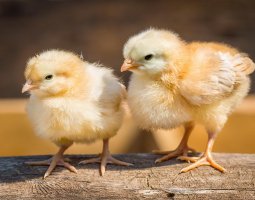Расклев у цыплят: причины и способы борьбы с ним