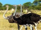 Естественная среда обитания страусов. На каких континентах живет самая крупная в мире птица?
