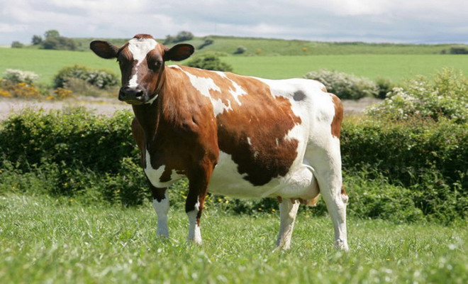 Молодая айрширская корова