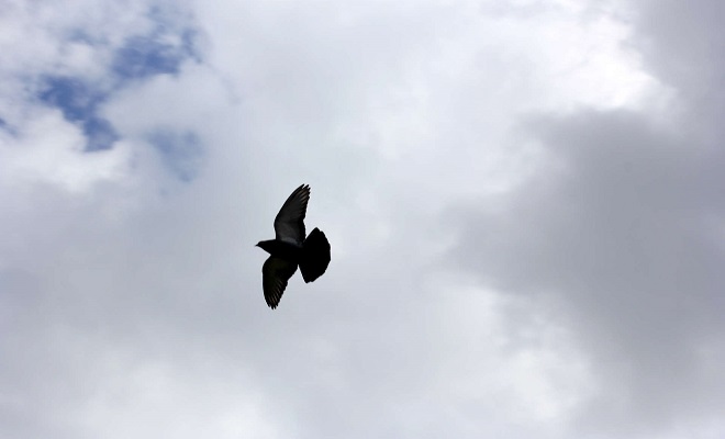 Летная порода голубей