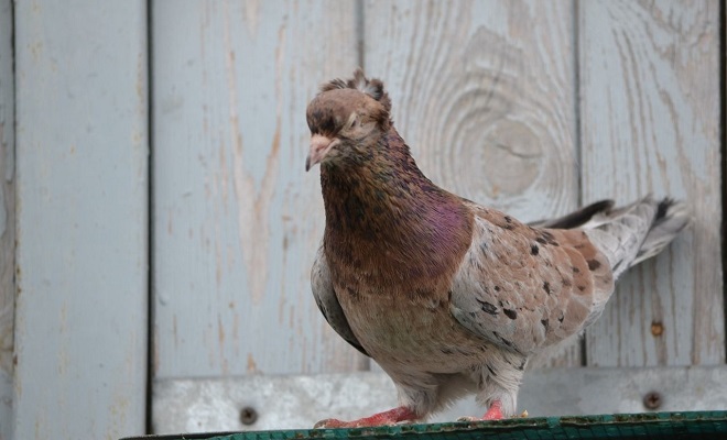 Мраморные бакинский голубь с блестящим фиолетовым отливом на шее