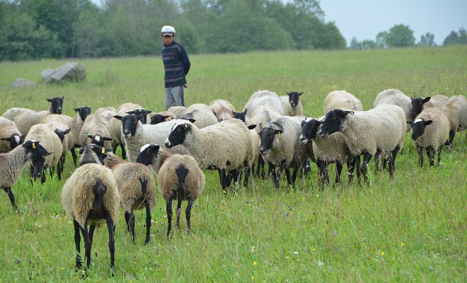 Пастбище для овец