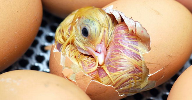 Цыплята в яичной скорлупе
