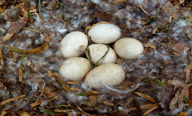 Яйцекладка гусей