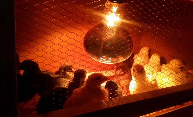Красная лампа для цыплят