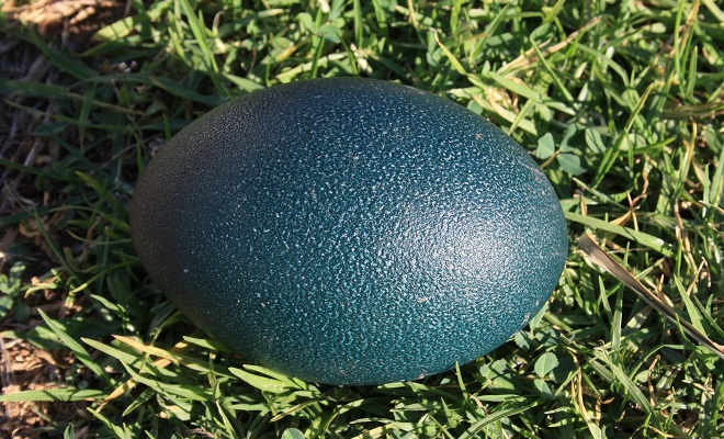 Яйцо автралийского эму