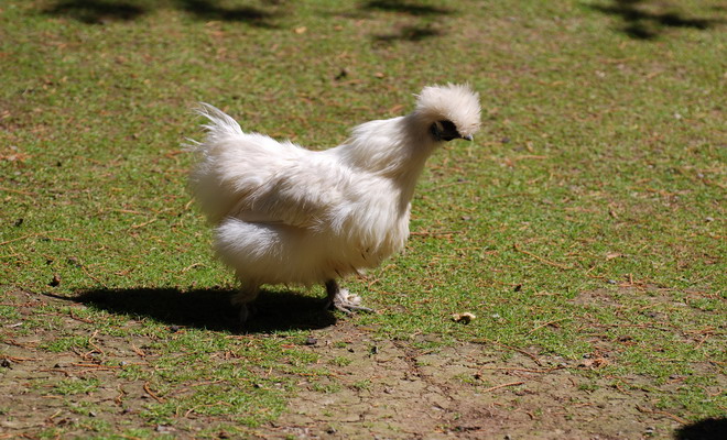 Китайская шелковая курица