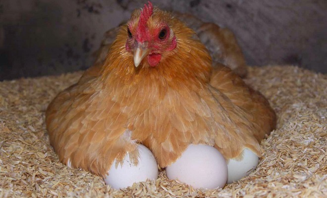 Курочка высиживает яйца