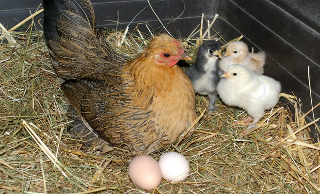 Клуша, яйца и птенцы