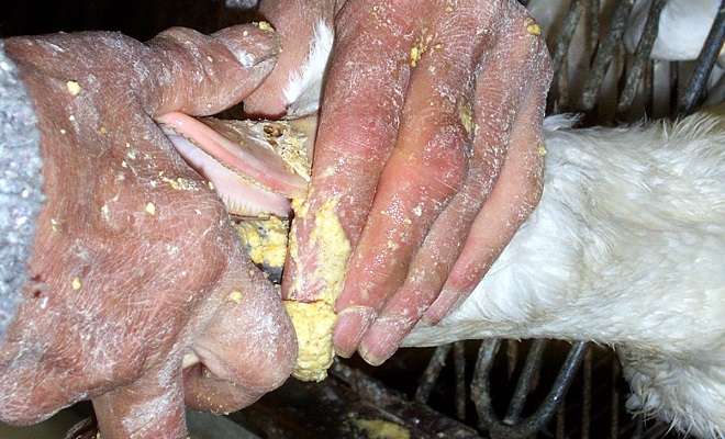 Разведение домашних гусей на мясо