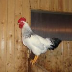 Описание и фото адлерской серебристой породы кур