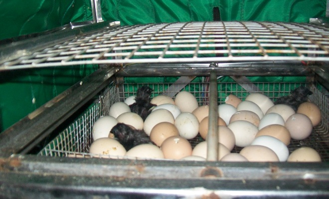 Инкубация яиц