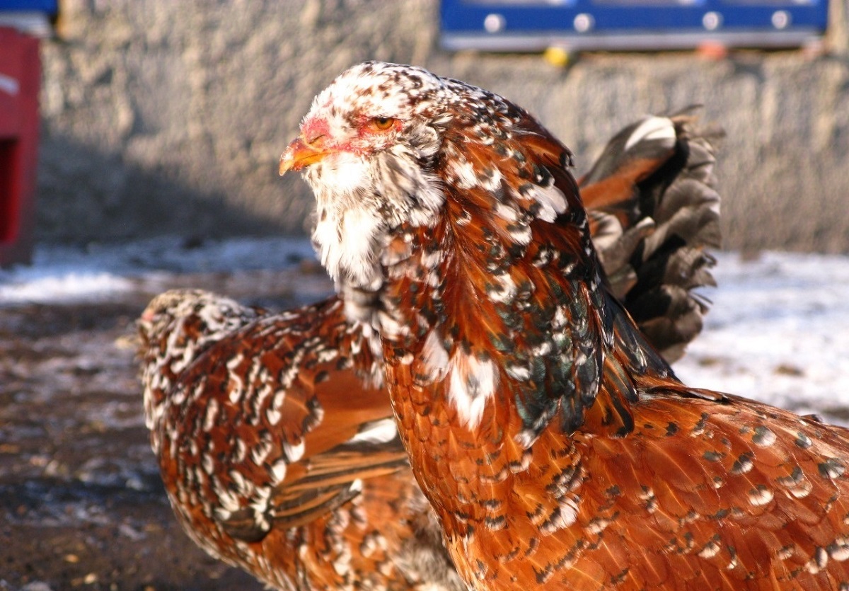 Ливенская ситцевая курица характеристика и фото