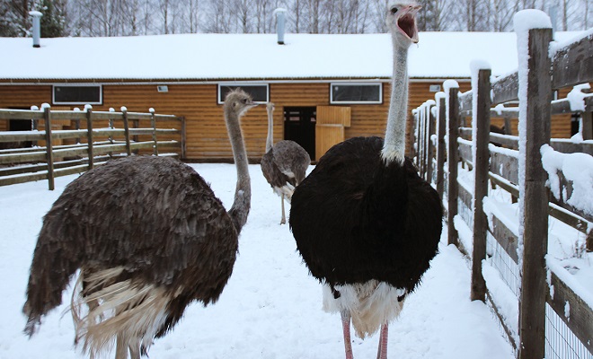 Содержание страусов зимой