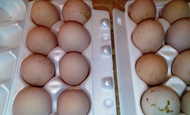 Яйца несушки фавероль