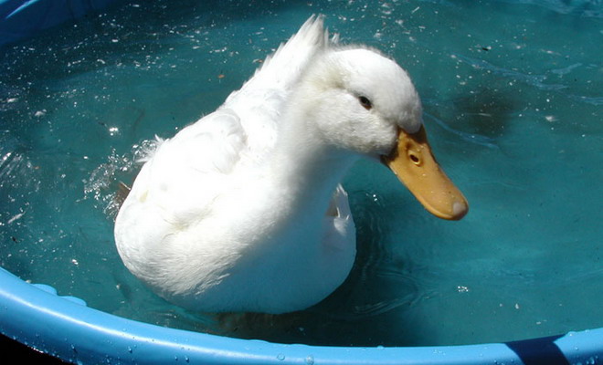 Утка плавает в бассейне