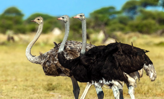 На каком материке живет эму. Естественная среда обитания страусов. На каких континентах живет самая крупная в мире птица?