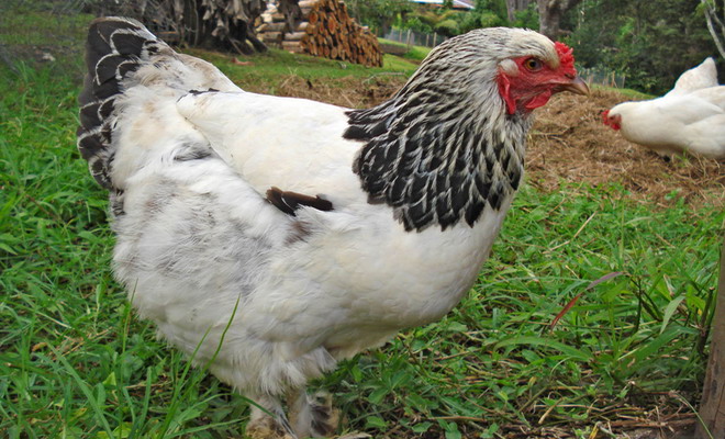 Курица с пестрым оперением на шее